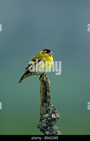 Lucherino Carduelis spinus maschio appollaiato su un lichene ramo coperto nelle Highlands della Scozia Foto Stock