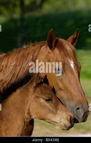 Quarter Horse Mare con puledro Foto Stock