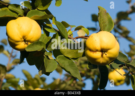 Cotogne Frutti maturi appeso sul ramo di albero di mela cotogna Germania Foto Stock