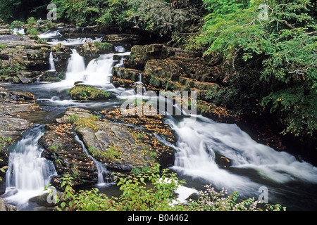 Flusso in foresta, Tennessee, Stati Uniti d'America Foto Stock
