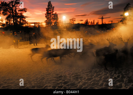 Allevamento di renne in Lapponia, Svezia (Rangifer tarandus) Foto Stock