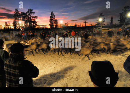 Allevamento di renne in Lapponia, Svezia (Rangifer tarandus) Foto Stock