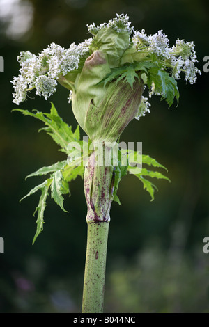 Heracleum montegazzianum hogweed gigante Foto Stock