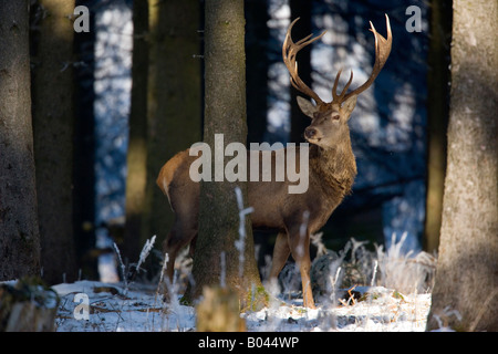 Red Deer Cervus elaphus impressionante cervo a winterly coperta di neve foresta Foresta Bavarese Germania Foto Stock