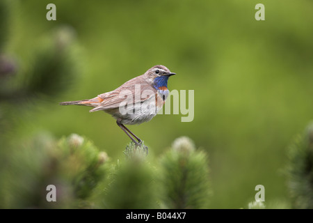 Blaukehlchen Pettazzurro Luscinia svecica Europa Europa Foto Stock