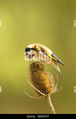 Cardellino alimentazione su teasel Foto Stock