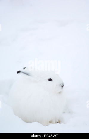 Arctic lepre nella neve Foto Stock