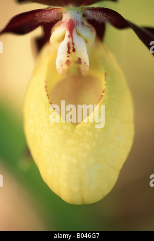 Lady s slipper orchid prato Danubio vally Germania Cypripredium calceolus Orchidaceae Gelber Frauenschuh Foto Stock