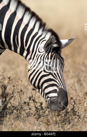 Zebra beim Fressen Etoscha NP Namibia Afrika Foto Stock