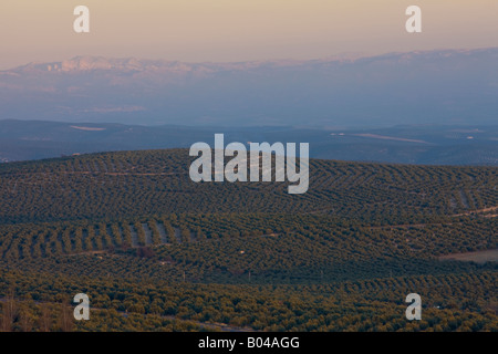 Oliveti e paesaggi del Parque Natural de la Sierra Magina, durante il tramonto visto da un mirador nella città di Baeza Foto Stock