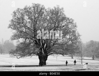 Hylands Park a Chelmsford Essex ricoperta di neve Foto Stock