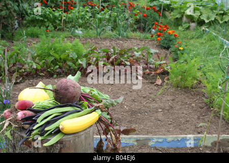 Appena raccolto verdure coltivate biologicamente Foto Stock