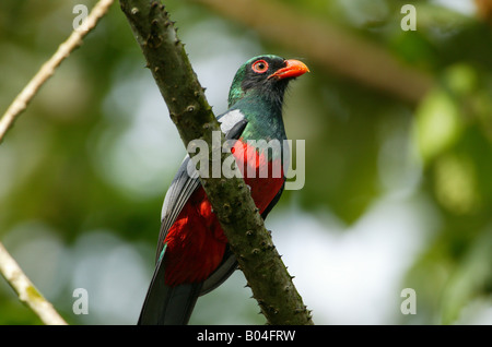 trogon, Trogon massena hoffmanni, nella foresta pluviale del Metropolitan Park, Repubblica di Panama, America Centrale. Foto Stock