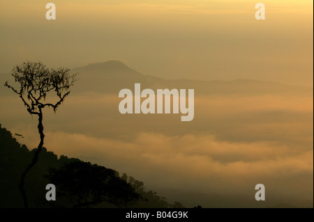 Foresta pluviale di Misty all'alba visto da Cerro Pirre nel parco nazionale di Darien, provincia di Darien, Repubblica di Panama, America Centrale. Foto Stock