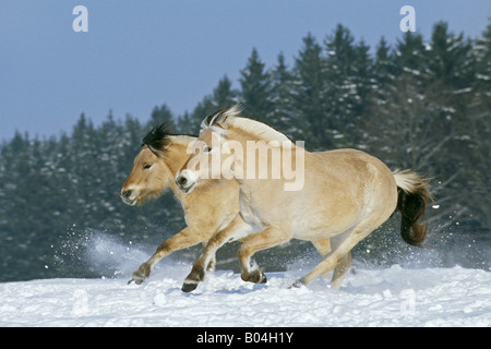 Due norvegese di cavalli al galoppo in inverno Foto Stock