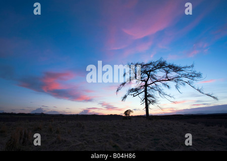 Albero in serata nella campagna di Angus Foto Stock