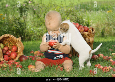 Jack Russell Terrier cucciolo e piccolo ragazzo sul prato tra le mele Foto Stock