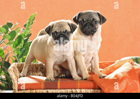 Due giovani pugs sul divano Foto Stock