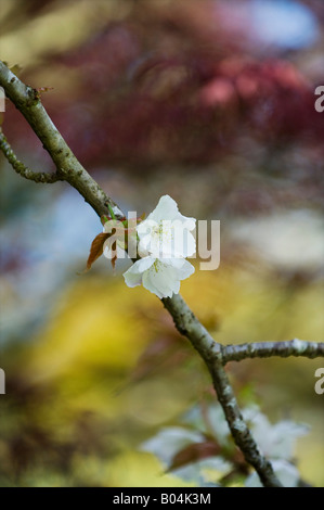 Prunus tai haku. Grande bianco ciliegio blossom Foto Stock