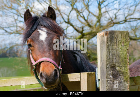 I giovani alla ricerca del cavallo oltre il recinto Foto Stock