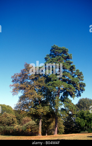 Texas USA Campagna Vicino Kilgore Foto Stock