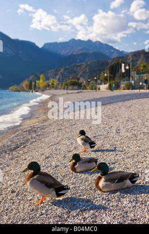 Le anatre domestiche (maschi/I draghetti), Anas platyrhynchos, sulle rive del Lago di Garda nel comune di Torbole, in provincia di Trento, Regione Foto Stock