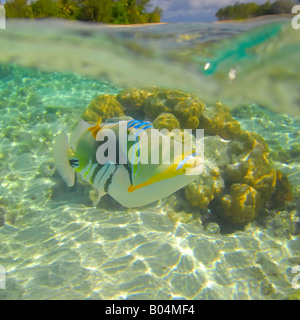 Laguna di Picasso Triggerfish fotografato in laguna attorno a Rarotonga (l'isola principale delle Isole Cook in Oceano Pacifico) Foto Stock