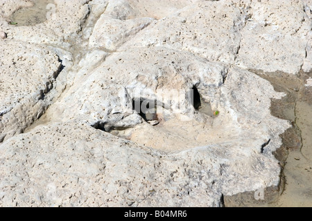 Fossili di dinosauro Footprint Foto Stock