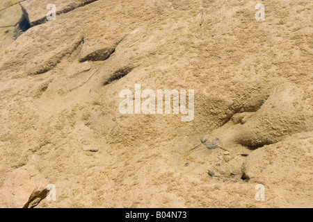Fossili di dinosauro Foto Stock