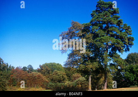 Texas USA Campagna Vicino Kilgore Foto Stock