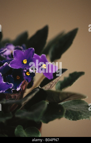 African Violet fiori saintpaulia sp. Foto Stock