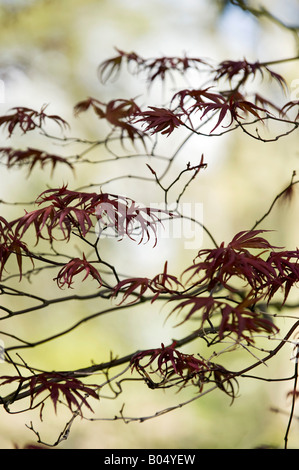 Acer palmatum Bloodgood "". Acero giapponese 'Bloodgood' foglie in primavera. Regno Unito Foto Stock