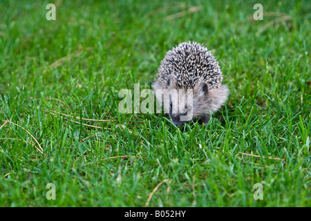 Un giovane West European riccio (Erinaceus europaeus) esplorare l'erba del prato in un'area suburbana Foto Stock