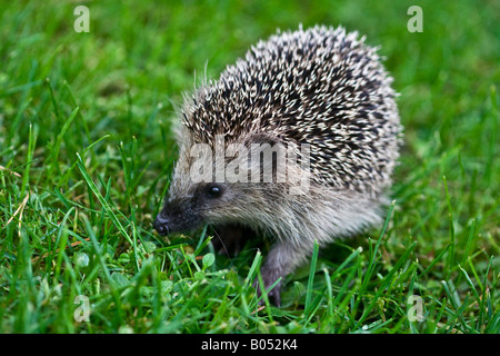 Un giovane West European riccio (Erinaceus europaeus) esplorare l'erba del prato in un'area suburbana Foto Stock