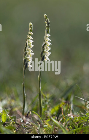 Autunno lady s tresses Spiranthes spiralis gwithian Cornovaglia Foto Stock