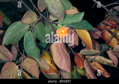 Data giapponese prugna in autunno con frutta/Kaki kaki Tree-Diospyros-famiglia Ebenaceae Foto Stock