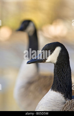 Canada goose (Branta canadensis), ritratto, GERMANIA Baden-Wuerttemberg Foto Stock