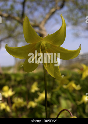 Cane al dente viola (Erythronium "Pagoda', Erythronium Pagoda), fiore Foto Stock