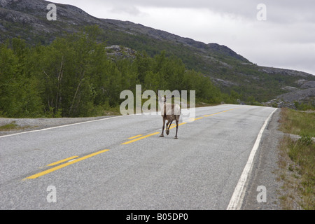 Renne europea, europeo Caribou Coffee Company (Rangifer tarandus tarandus), sulla strada, Norvegia, Lapponia Foto Stock