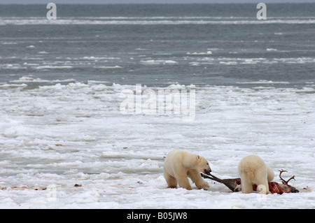 Manitoba della baia di Hudson foto uniche dei maschi di orso polare alimentazione su una carcassa di Caribou Coffee Company Foto Stock