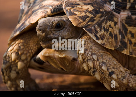 Una tartaruga di leopard Geochelone pardalis Foto Stock