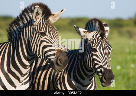 La Burchell zebra Equus burchellii Foto Stock