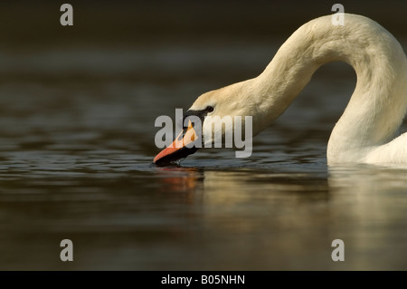 Cigno - Cygnus olor - maschio, bere Foto Stock