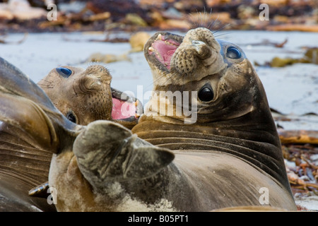 Due ululano femmina elefante meridionale guarnizioni (mirounga leonina) on Sea Lion Island, Isole Falkland, Sud Atlantico Foto Stock