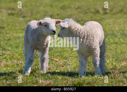 Coppia di agnelli bianchi in prato, Dorset, Inghilterra Foto Stock