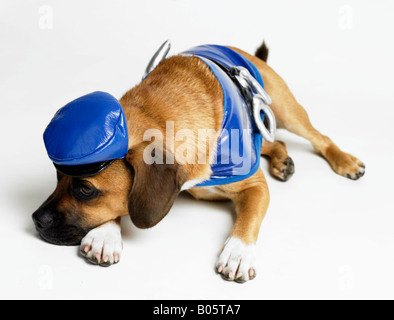 Cane indossando il costume di polizia Foto Stock