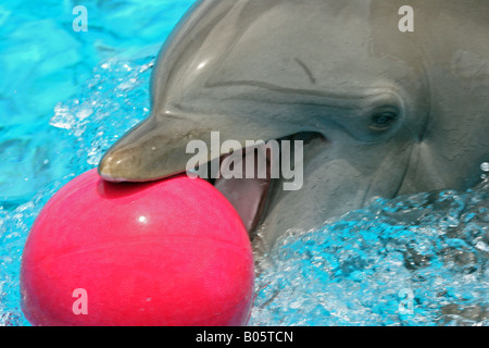 Delfino con sfera Foto Stock