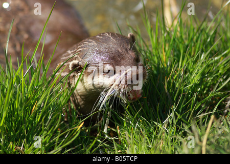 Un breve asiatici artigliato Lontra (Amblonyx Cinereus) provenienti al di fuori dell'acqua Foto Stock