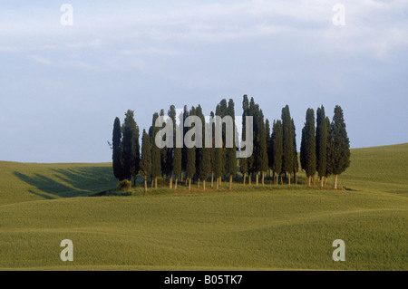 Stand di alberi Cypress Grove lunghi e sottili di colore verde scuro forme di rotolamento pascolo verde SAN QUIRICO DÕORCIA TOSCANA ITALIA Foto Stock