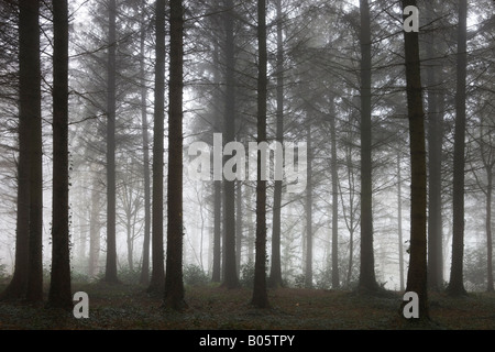 La nebbia penetra Morchard legno su un inverno mattina Morchard Vescovo Devon England Foto Stock